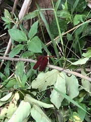 Neurothemis manadensis