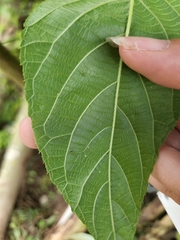 Actinidia fulvicoma