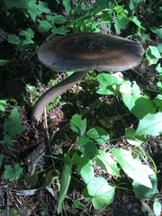 Amanita pachycolea