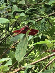 Neurothemis manadensis