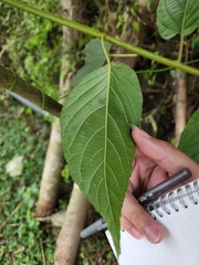 Actinidia fulvicoma