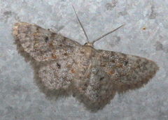 Idaea franconiaria