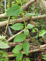 Actinidia fulvicoma