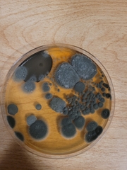 Penicillium chrysogenum