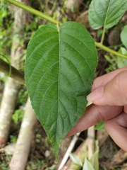 Actinidia fulvicoma