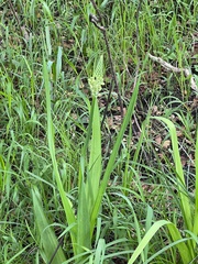 Albuca virens