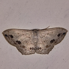 Scopula pulchellata agg