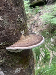 Ganoderma australe