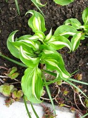 Hosta undulata
