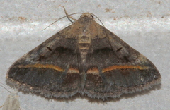 Acantholipes trajecta