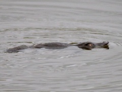 Ornithorhynchus anatinus