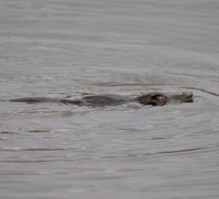 Ornithorhynchus anatinus