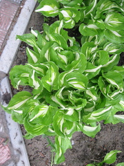 Hosta undulata