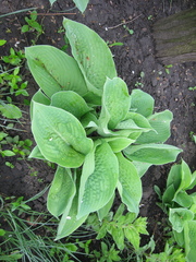 Hosta sieboldiana