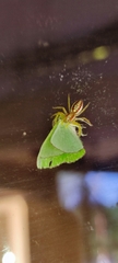 Epocilla