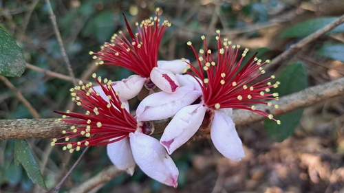 Feijoa sellowiana