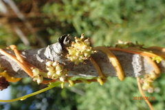 Cuscuta americana
