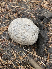 Calbovista subsculpta