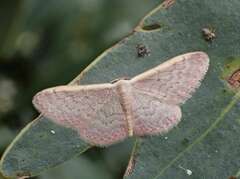 Idaea