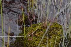 Drosera binata