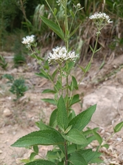 Eupatorium lindleyanum