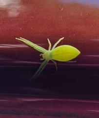 Cetratus rubropunctatus