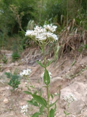 Eupatorium lindleyanum