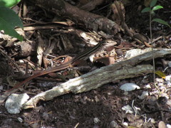 Aspidoscelis angusticeps
