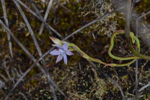 Image of Thelymitra malvina by (c) Christopher Stephens, some rights reserved (CC BY-SA)