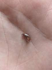 Arcitalitrus sylvaticus