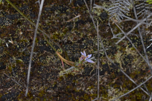 Image of Thelymitra malvina by (c) Christopher Stephens, some rights reserved (CC BY-SA)