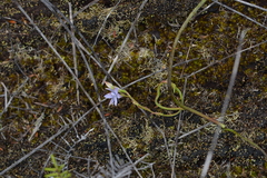 Thelymitra malvina