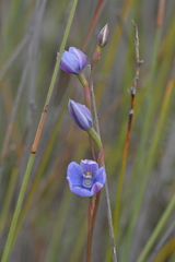 Thelymitra pulchella