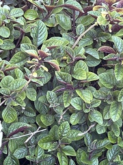 Plectranthus