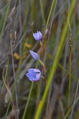 Thelymitra pulchella
