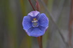 Thelymitra pulchella