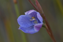 Thelymitra pulchella