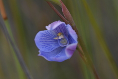 Thelymitra pulchella