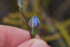 Thelymitra pulchella