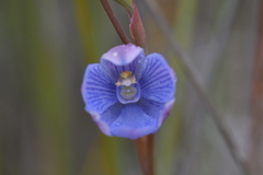 Thelymitra pulchella