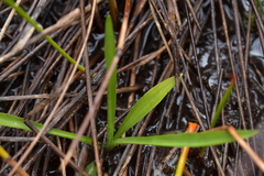 Spiranthes australis