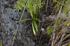 Spiranthes australis