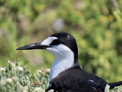 Onychoprion fuscatus