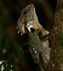 Lophosaurus boydii