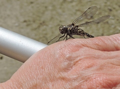 Gomphaeschna furcillata