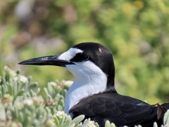 Onychoprion fuscatus