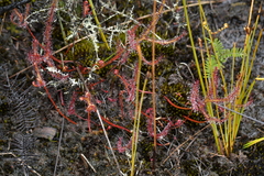 Drosera binata