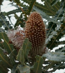Banksia prionotes