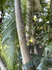 Trichonephila plumipes