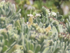 Tournefortia gnaphalodes